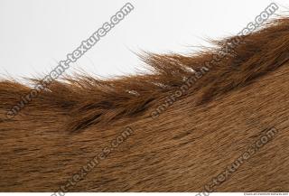 animal skin doe fur 0005